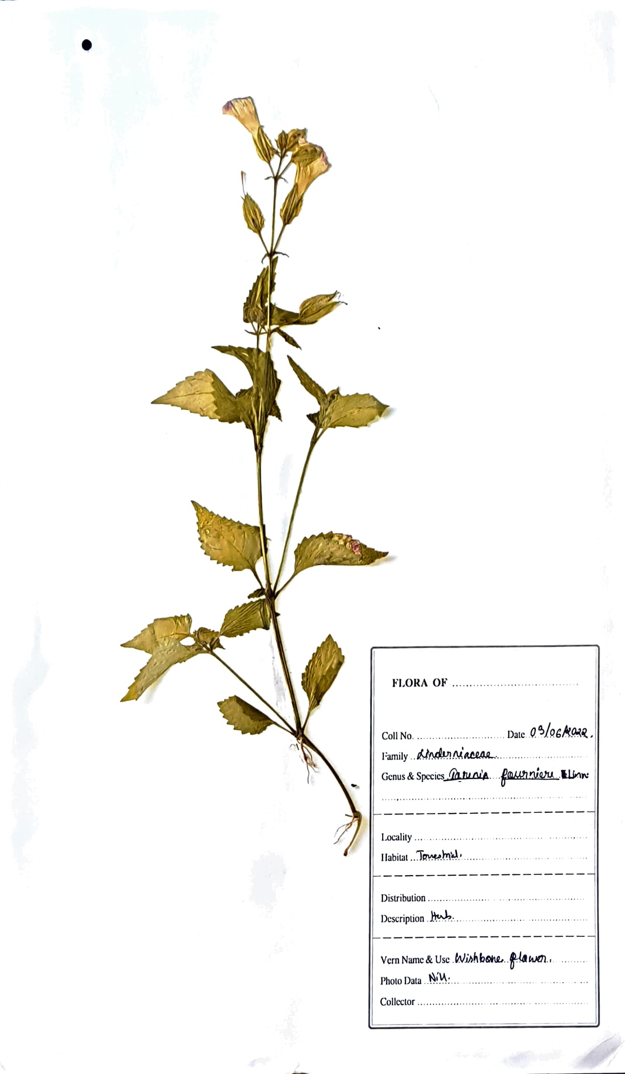 Nani toraniya (Guj.) (Herbarium)